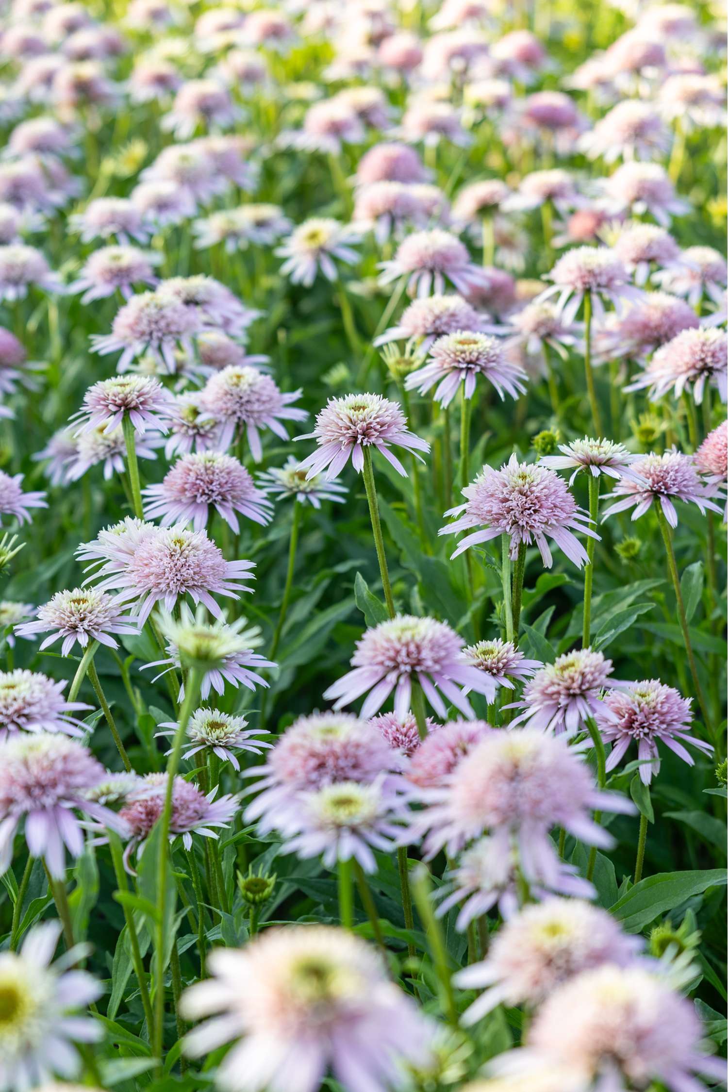 Punahattu 'Cherry Fluff'